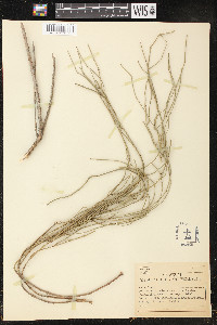 Ephedra pedunculata image