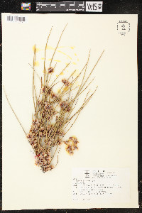 Ephedra trifurca image