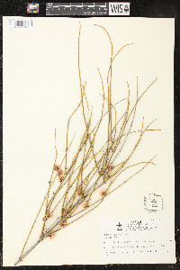 Ephedra trifurca image