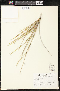 Ephedra trifurca image