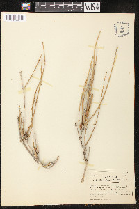 Ephedra trifurca image