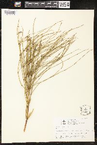 Ephedra viridis image