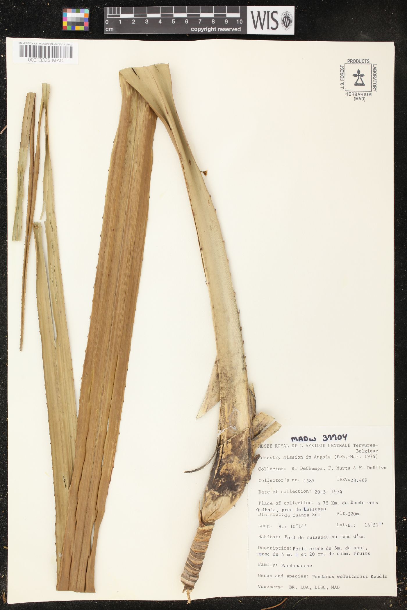 Pandanus welwitschii image