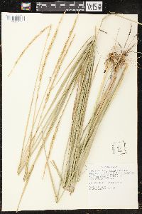 Elymus trachycaulus subsp. subsecundus image