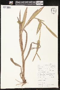 Urochloa brizantha image