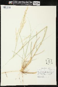 Calamovilfa longifolia image