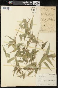 Chusquea ramosissima image