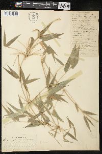 Chusquea ramosissima image