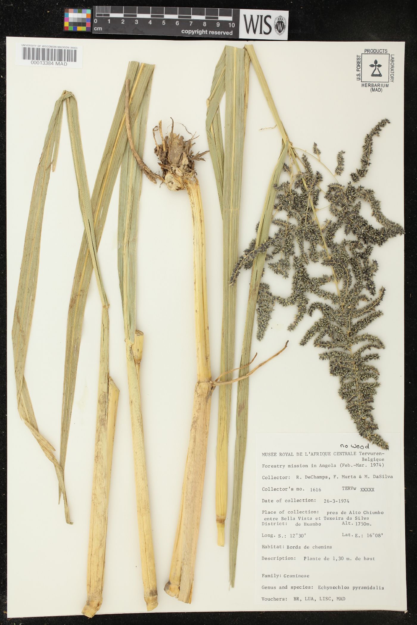 Echinochloa pyramidalis image