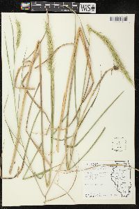 Elymus riparius image