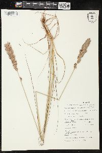 Eragrostis chapelieri image
