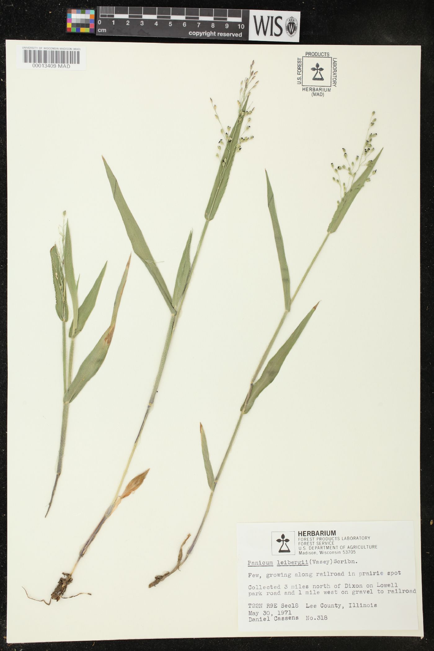 Panicum leibergii image