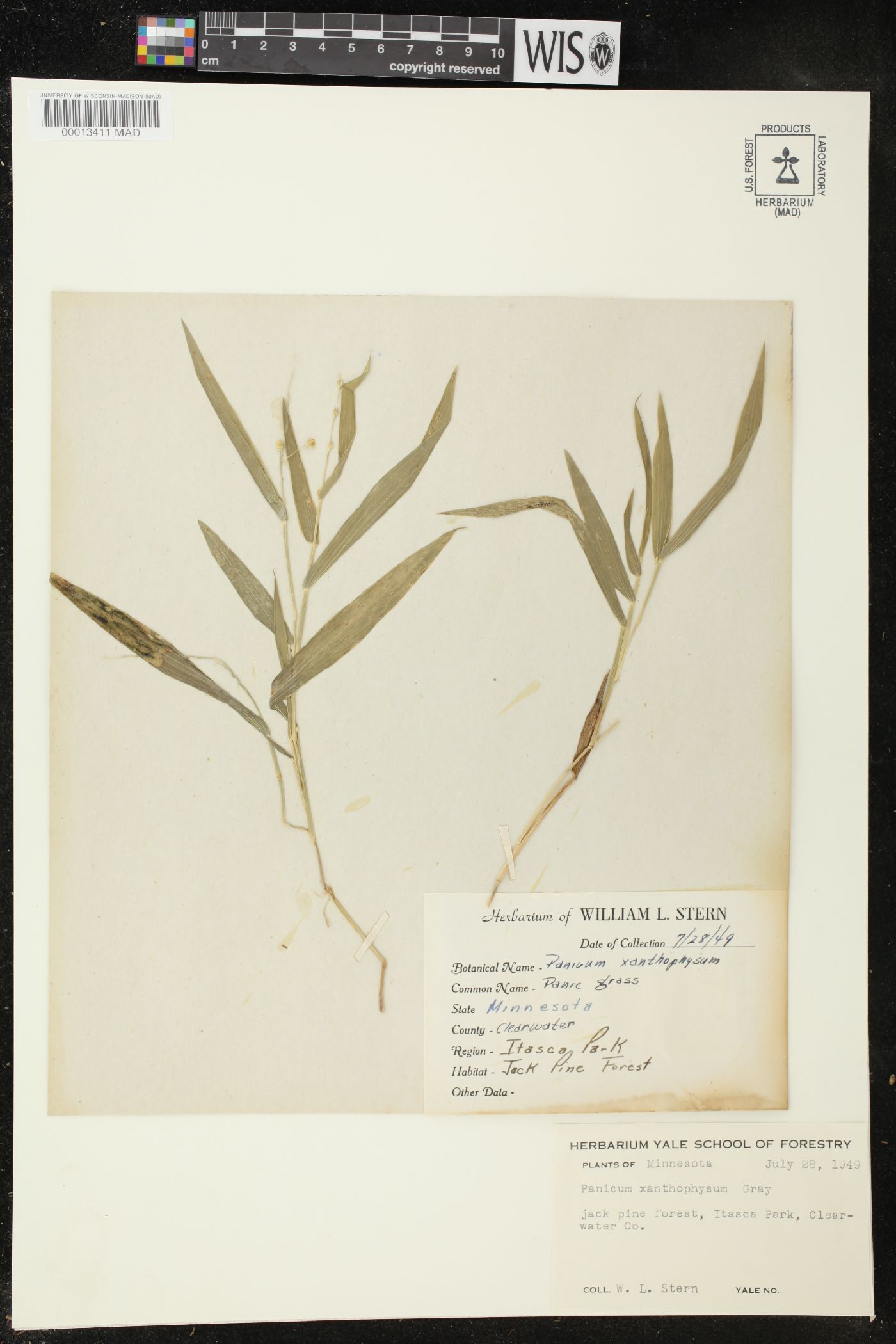 Panicum xanthophysum image