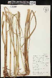 Pennisetum polystachion image