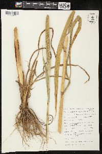 Pennisetum glaucum image