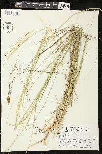 Hesperostipa spartea image