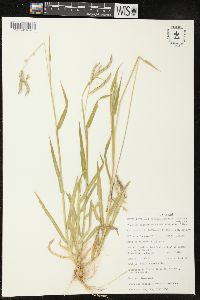 Urochloa oligotricha image