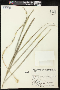 Butia capitata image