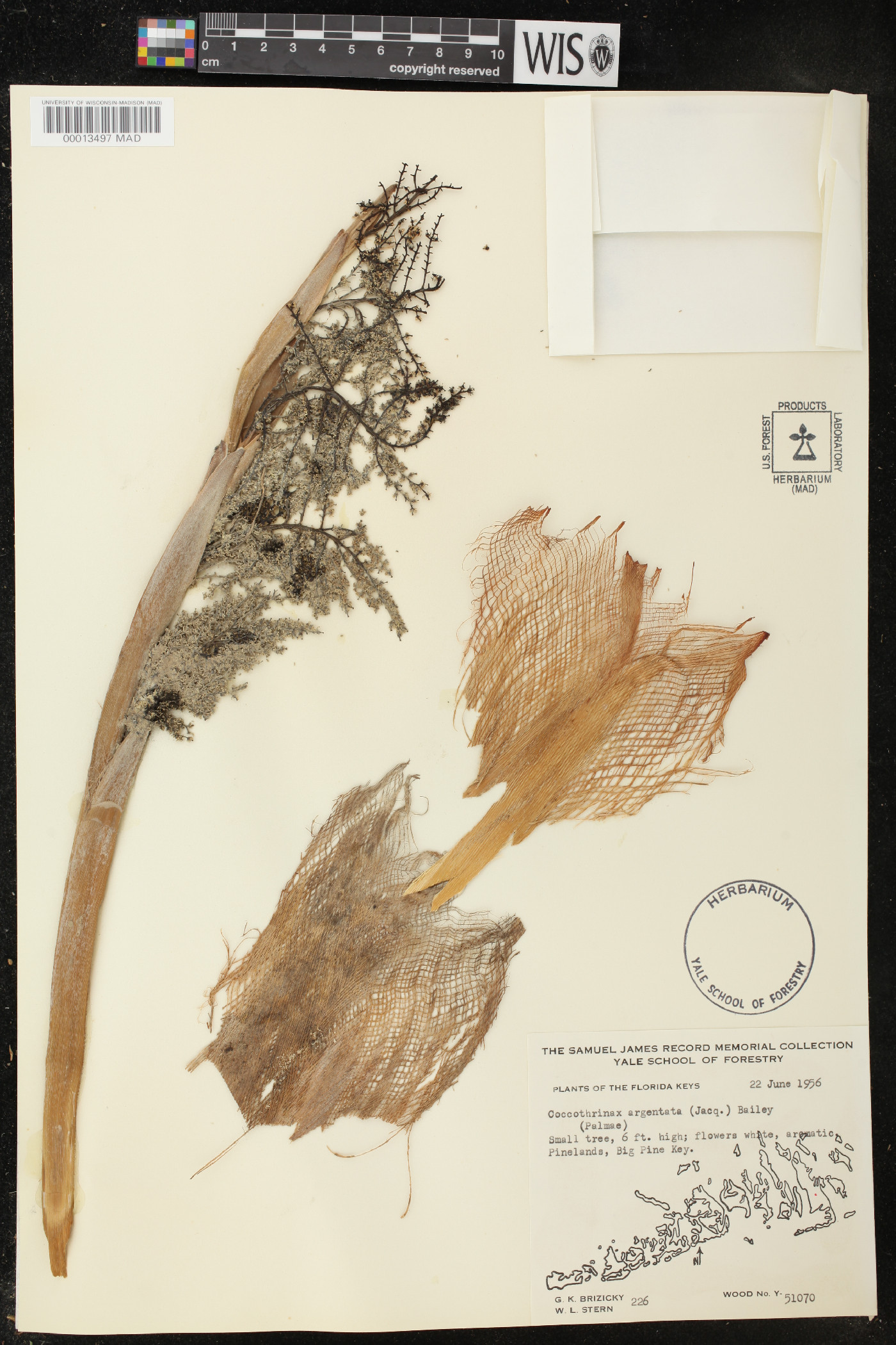 Coccothrinax argentea image