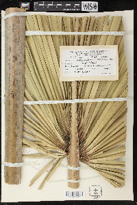Sabal palmetto image