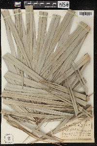 Serenoa serrulata image