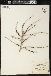 Serenoa serrulata image