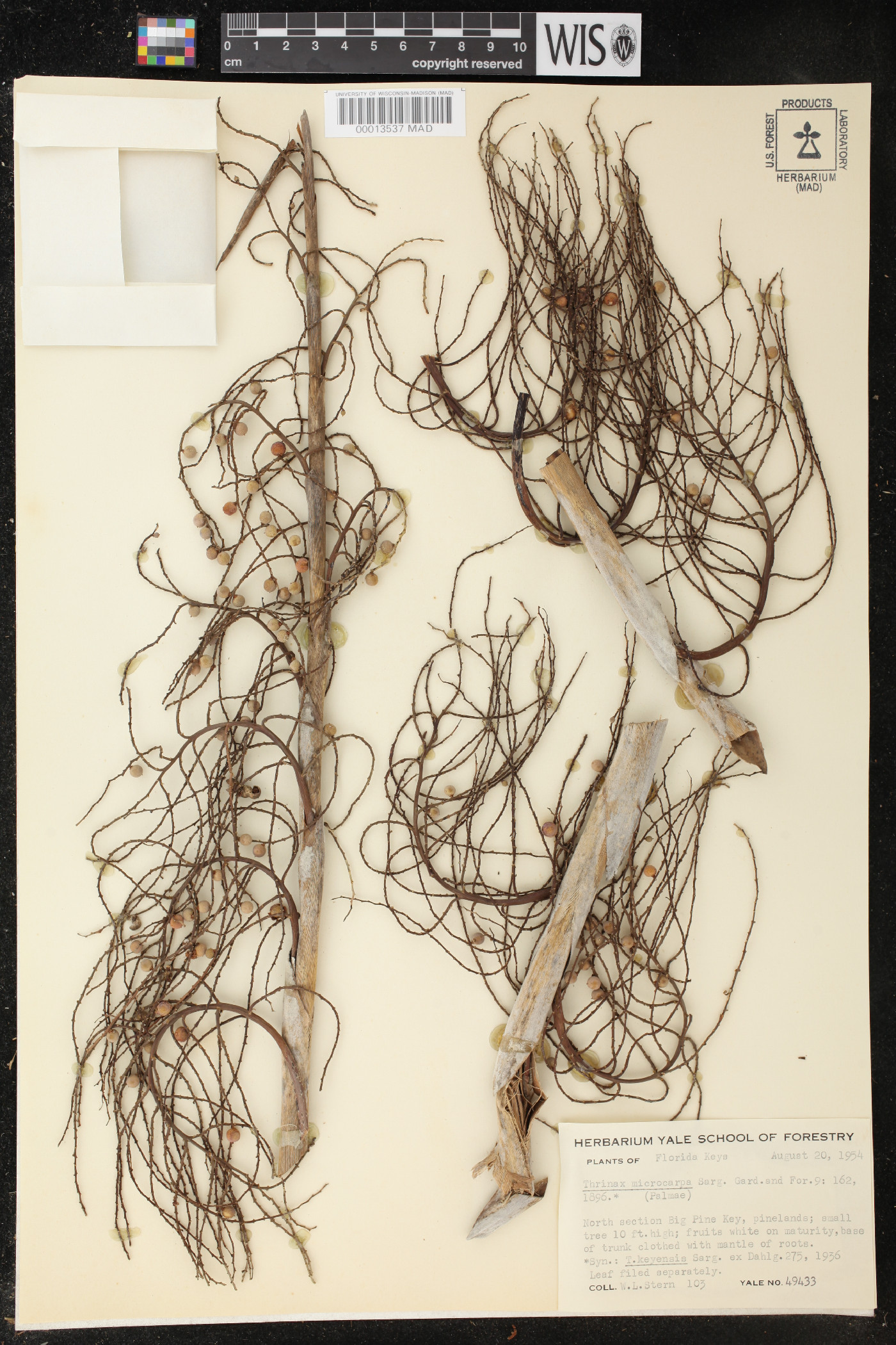 Thrinax microcarpa image
