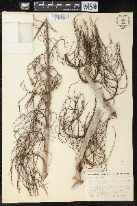 Thrinax microcarpa image