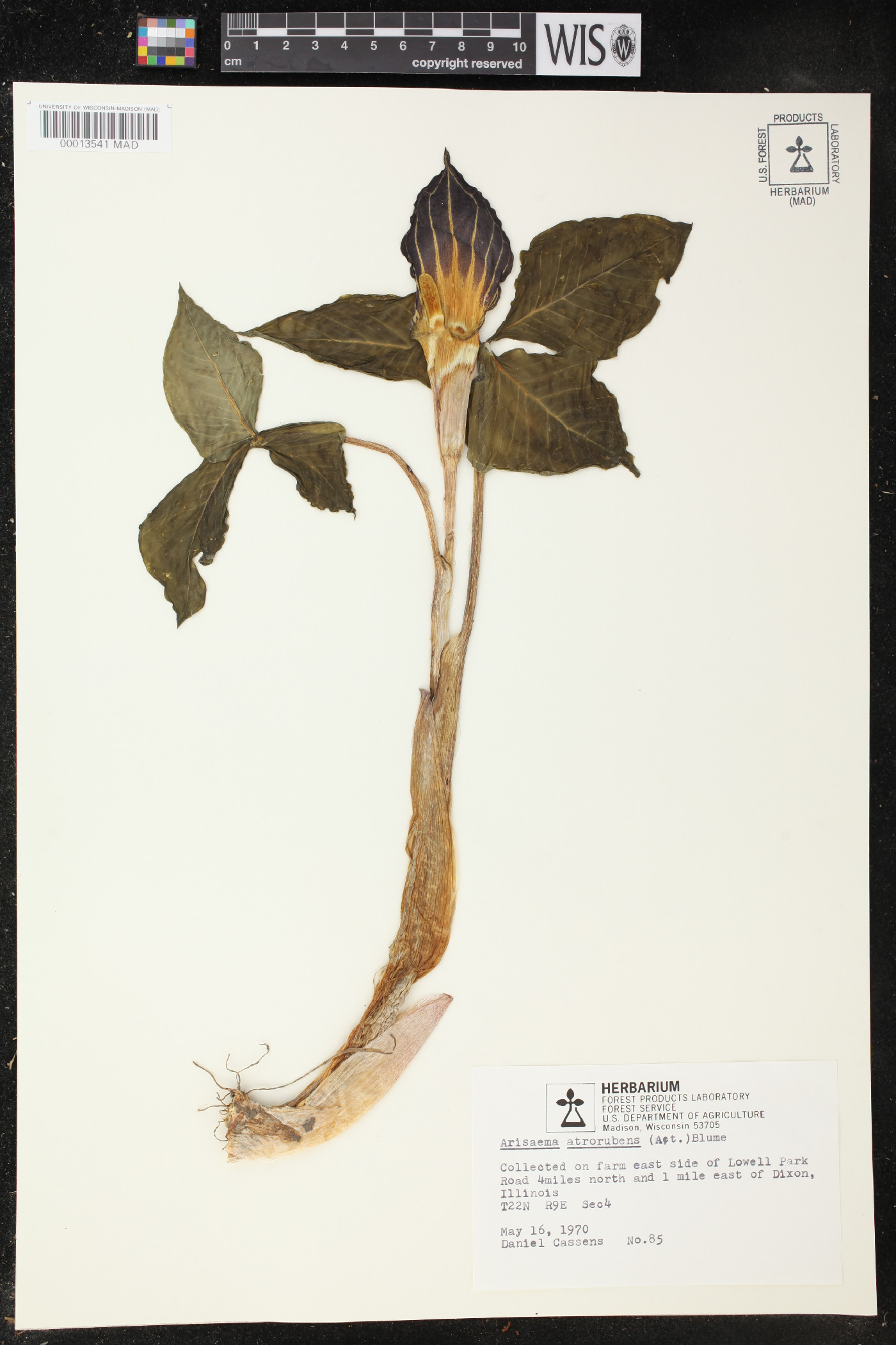 Arisaema atrorubens image