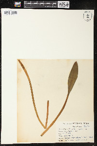 Orontium aquaticum image