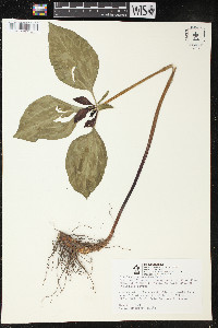 Trillium recurvatum image