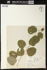 Smilax herbacea image