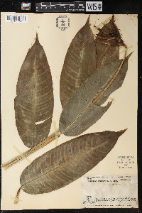 Heliconia acuminata image