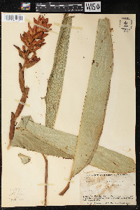 Renealmia thyrsoidea image