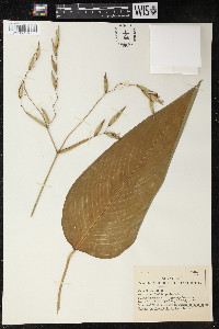 Thalia geniculata image