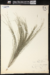 Casuarina glauca image