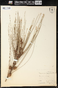 Casuarina cunninghamiana image