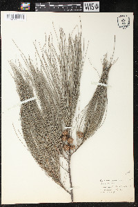 Casuarina equisetifolia image