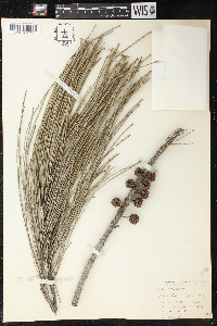 Casuarina glauca image