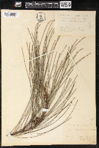 Casuarina glauca image