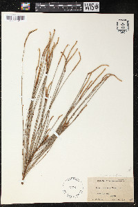 Casuarina glauca image