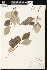 Populus simonii image