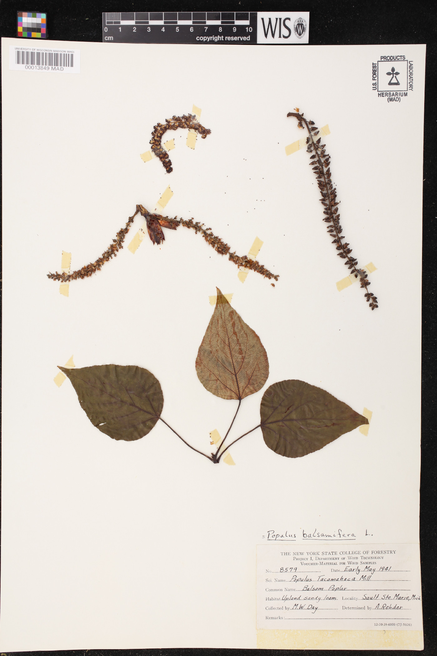 Populus tacamahacca image