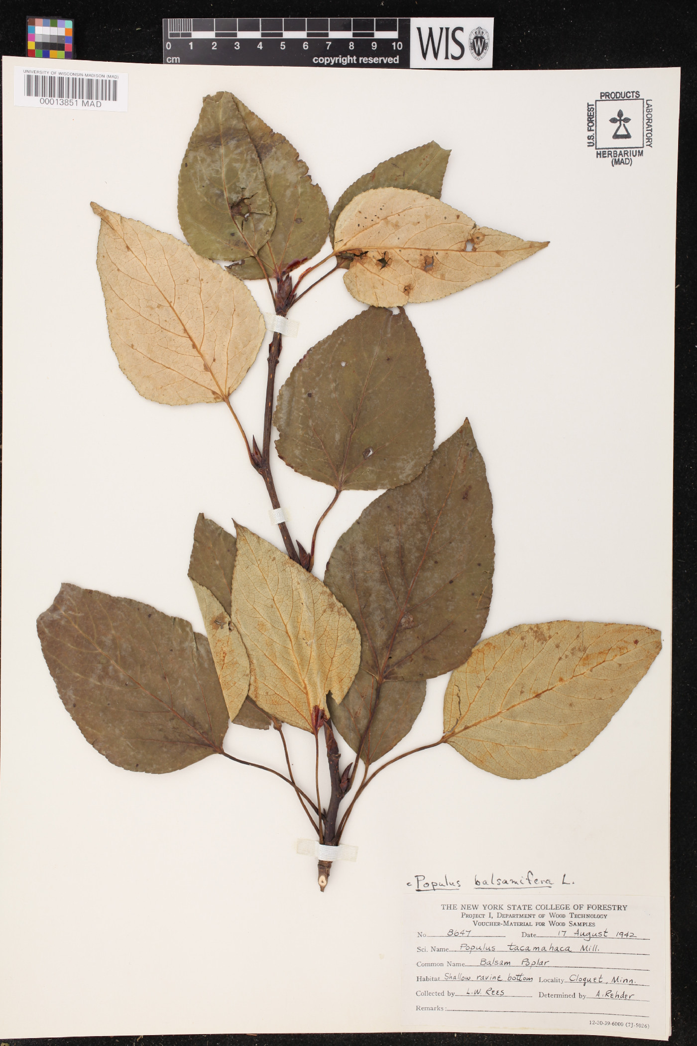 Populus tacamahacca image