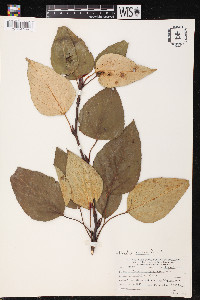 Populus tacamahacca image