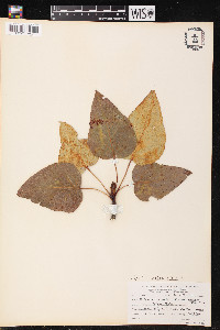 Populus balsamifera image