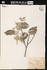 Populus × canescens image