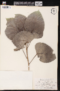 Populus deltoides var. missouriensis image