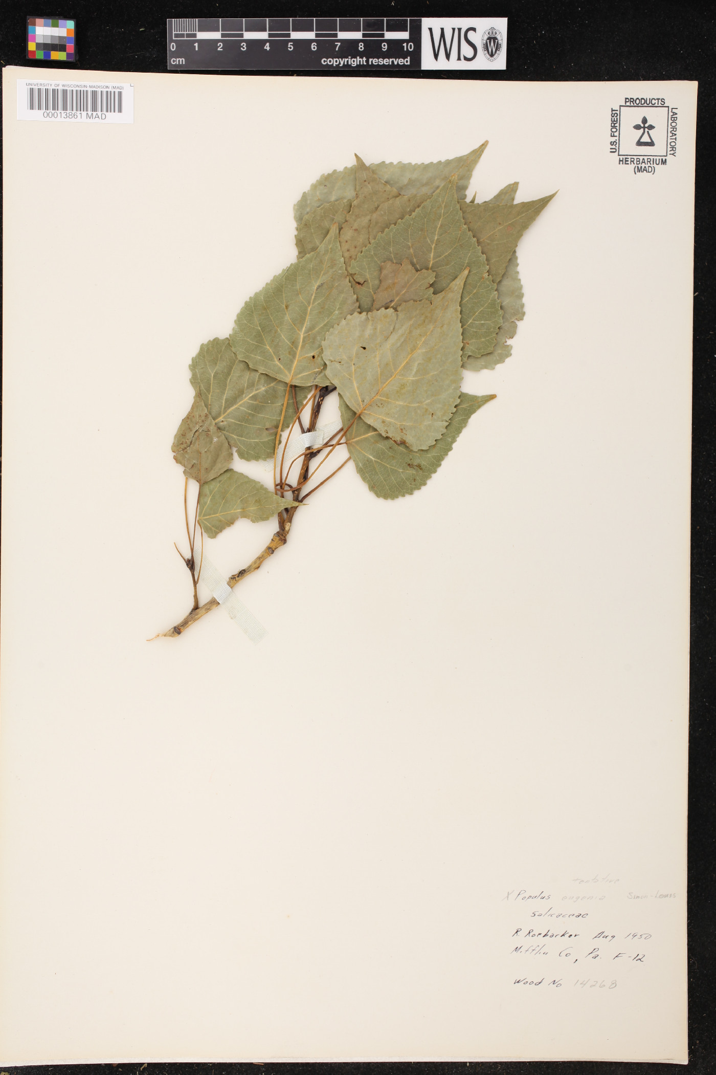 Populus eugenei image