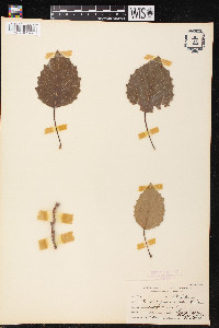 Populus grandidentata image